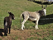 37 Alla bella radura prativa di Sonzogno piccolo con mamma asina